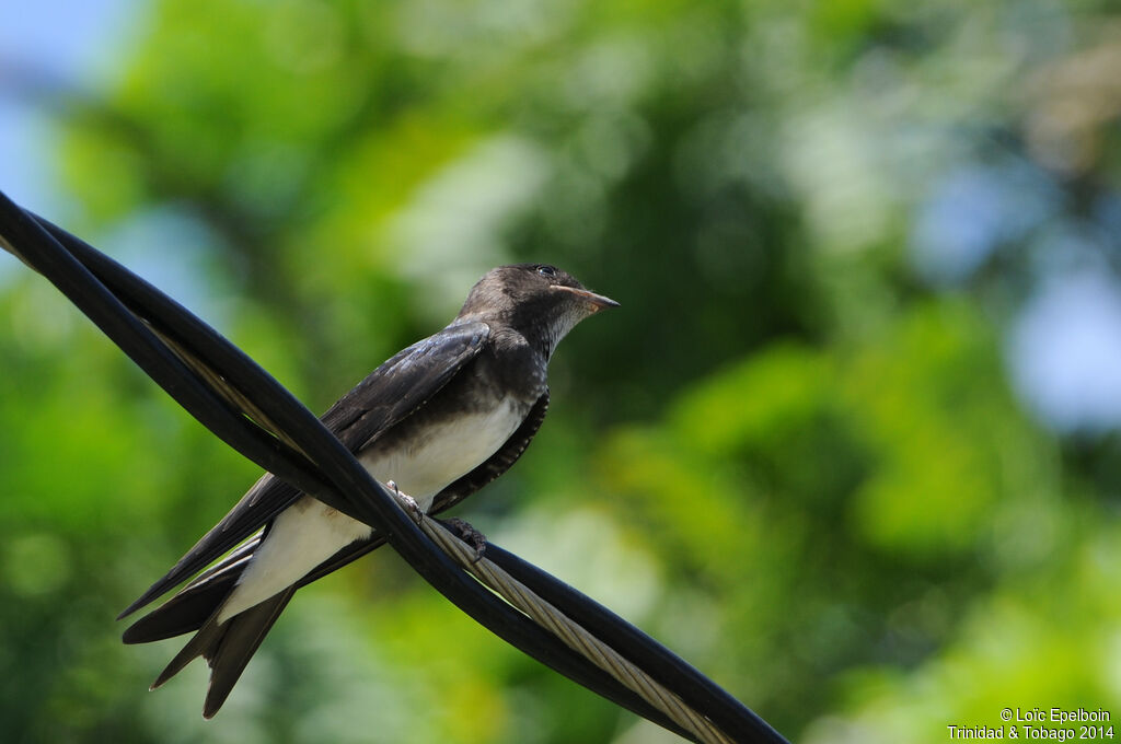 Hirondelle chalybée