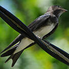 Hirondelle chalybée