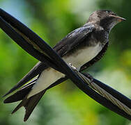 Grey-breasted Martin