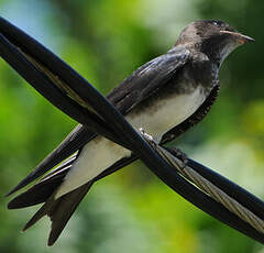 Hirondelle chalybée