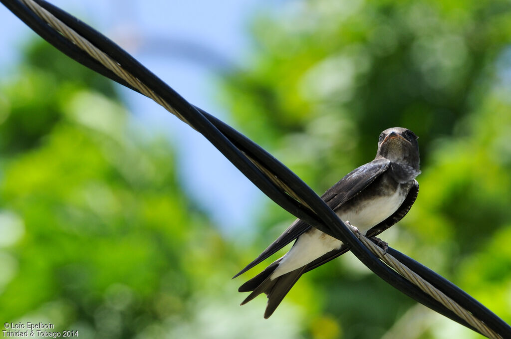 Hirondelle chalybée