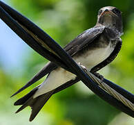 Grey-breasted Martin