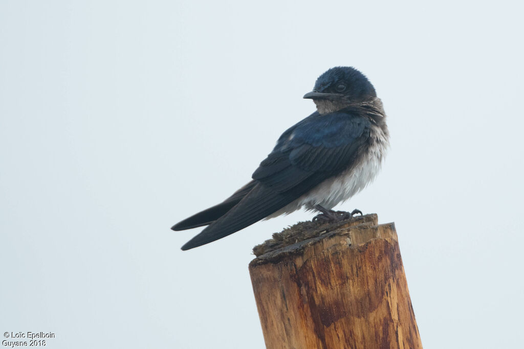 Grey-breasted Martin