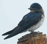 Grey-breasted Martin