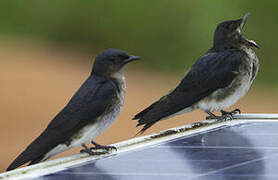 Grey-breasted Martin