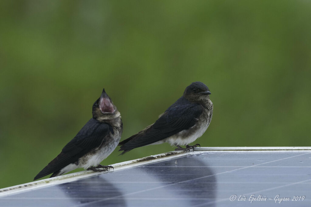 Grey-breasted Martin