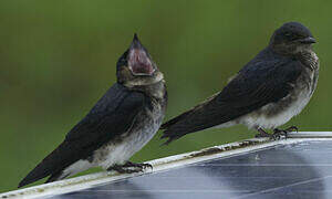 Grey-breasted Martin