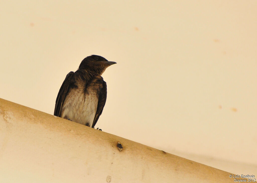 Grey-breasted Martin