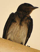 Grey-breasted Martin