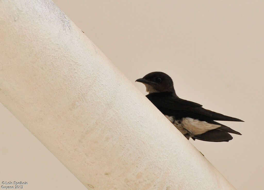 Grey-breasted Martin