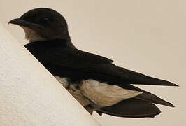 Grey-breasted Martin