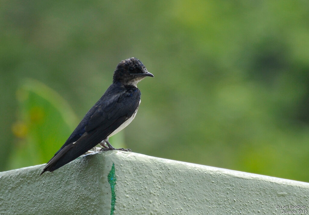 Hirondelle chalybée