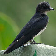 Grey-breasted Martin