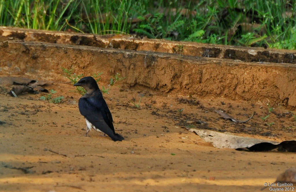 Hirondelle chalybée