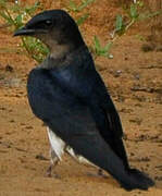 Grey-breasted Martin