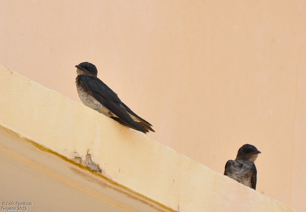 Grey-breasted Martin