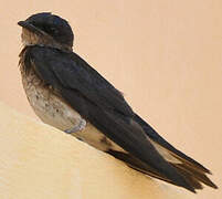 Grey-breasted Martin