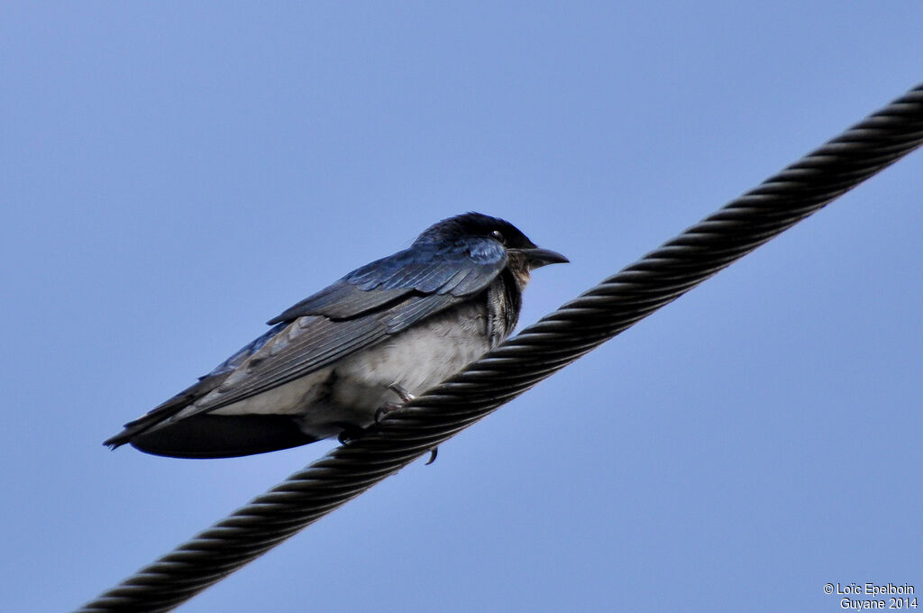 Hirondelle chalybée