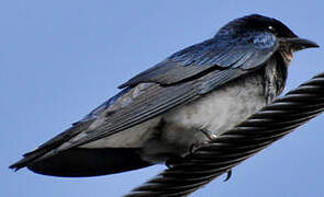 Grey-breasted Martin