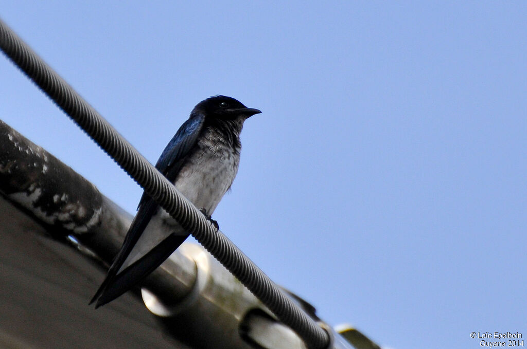 Grey-breasted Martin