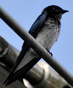 Grey-breasted Martin