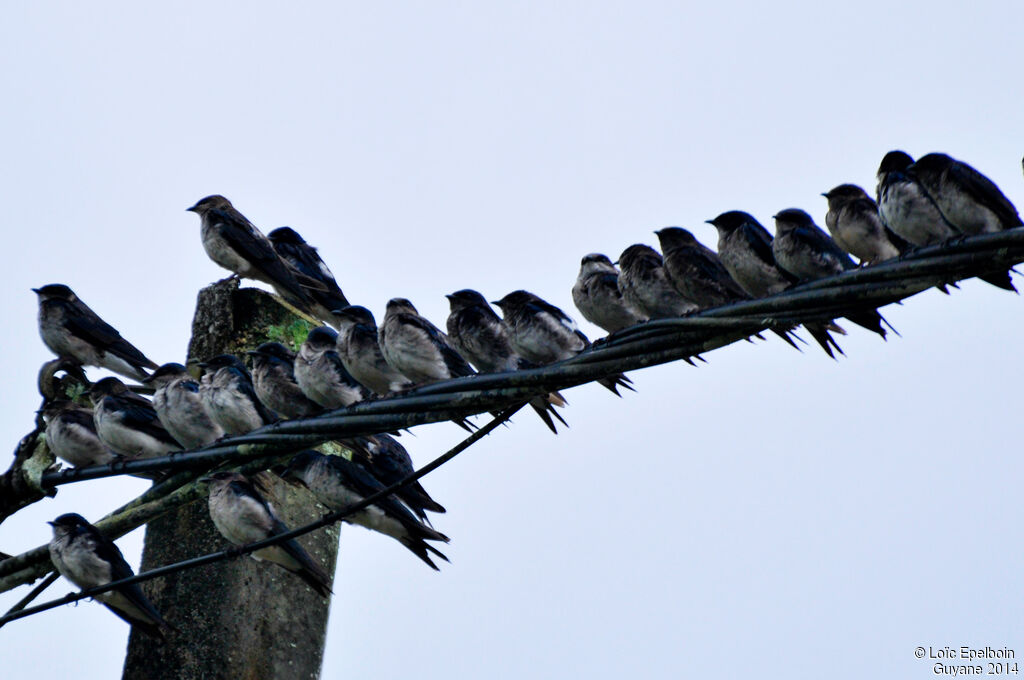 Grey-breasted Martin