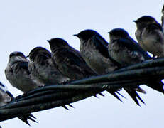 Grey-breasted Martin