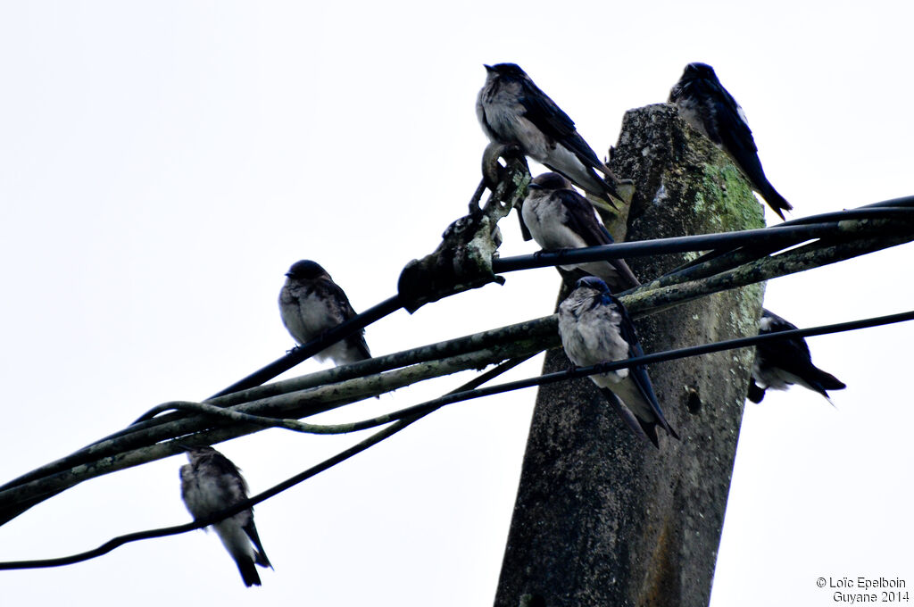 Grey-breasted Martin