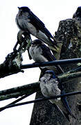 Grey-breasted Martin