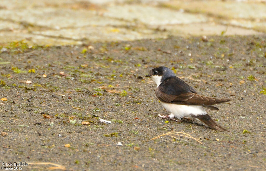 Common House Martin