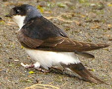 Western House Martin