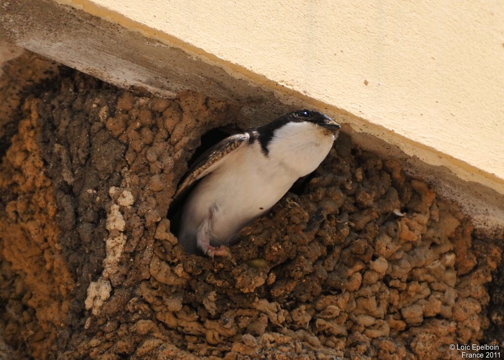 Common House Martin