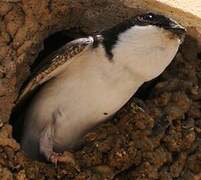 Western House Martin