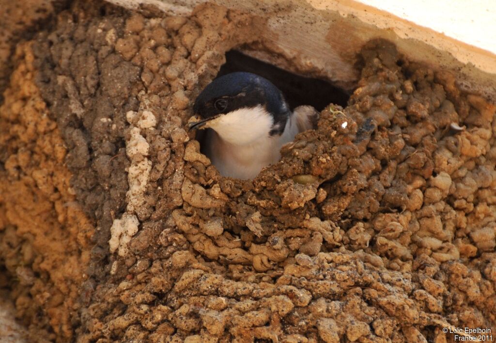 Western House Martin