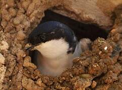 Western House Martin