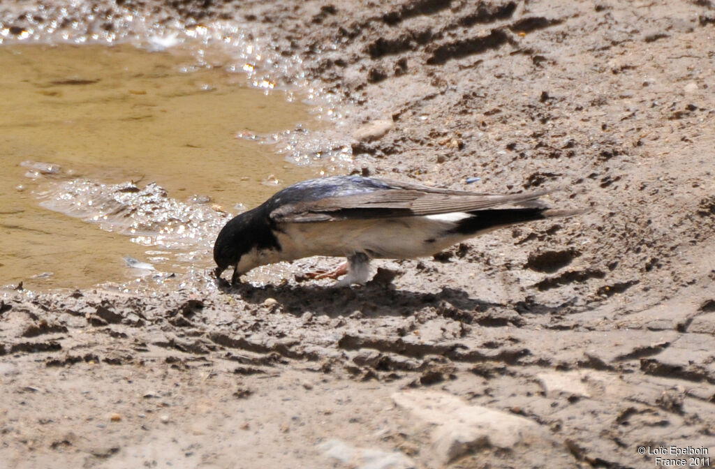 Western House Martin