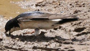 Western House Martin