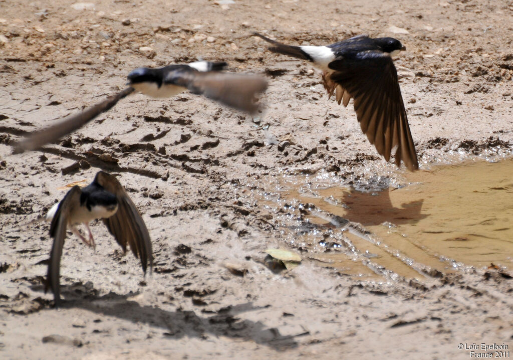 Common House Martin