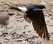 Common House Martin