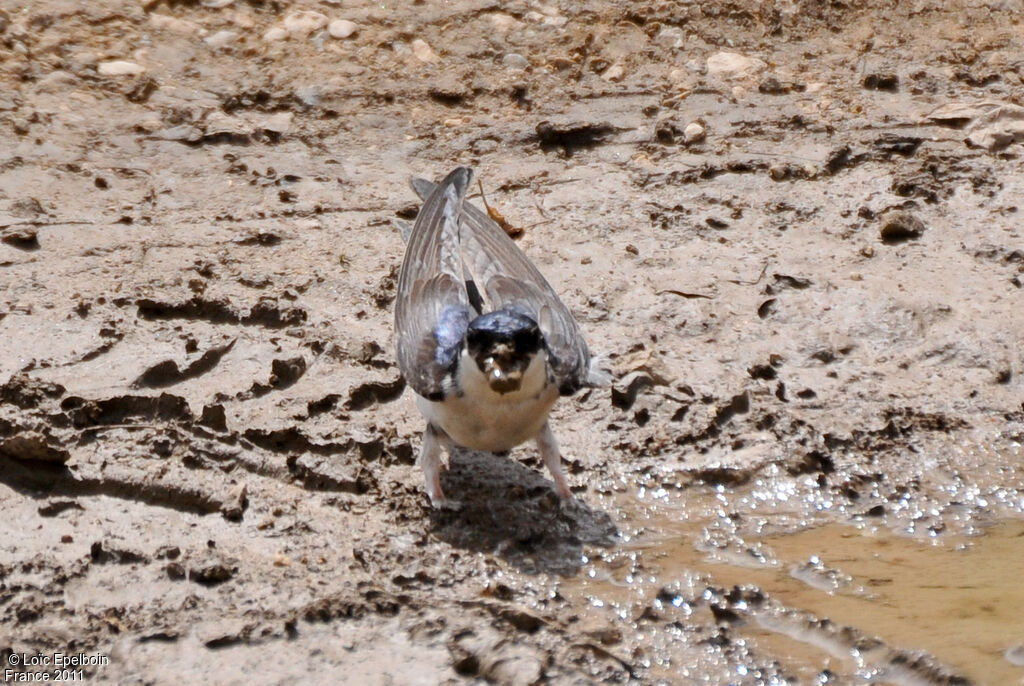 Common House Martin