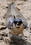 Western House Martin