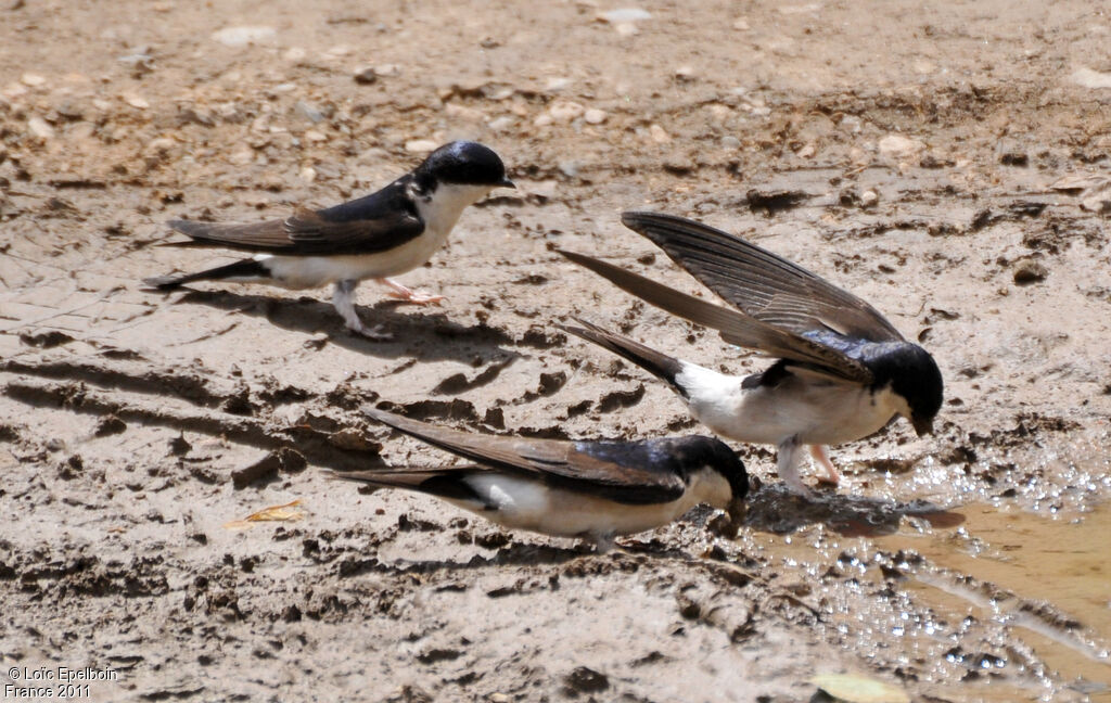 Common House Martin