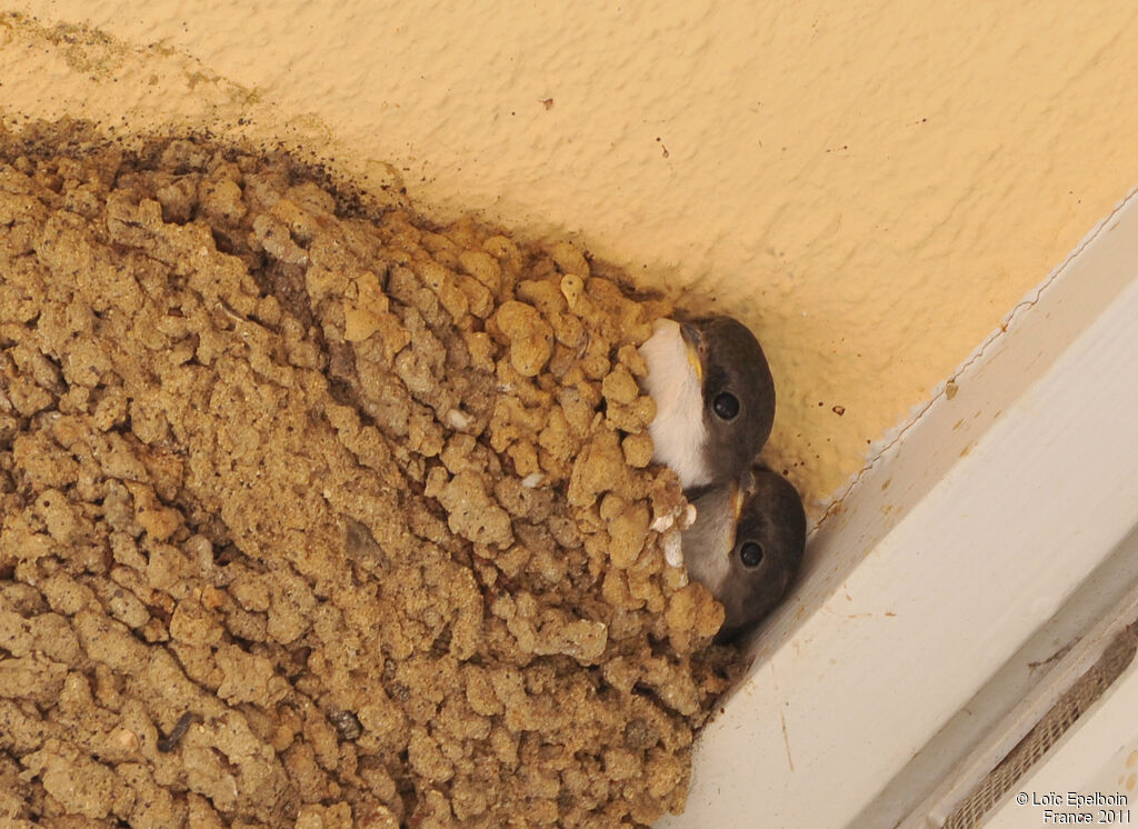 Western House Martin