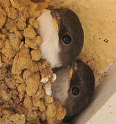 Western House Martin