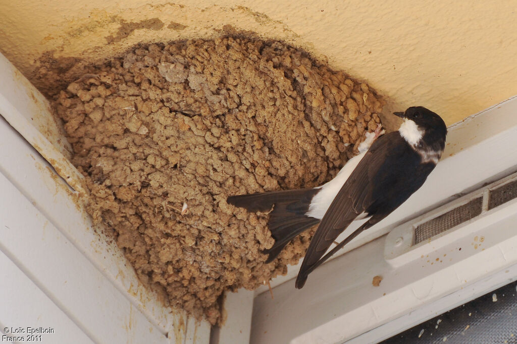 Western House Martin