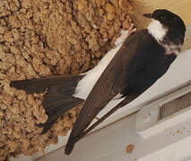 Western House Martin