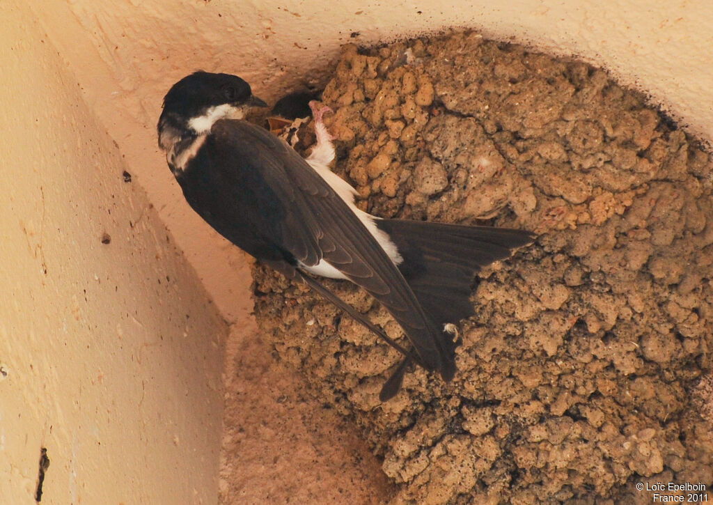 Western House Martin