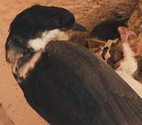 Common House Martin