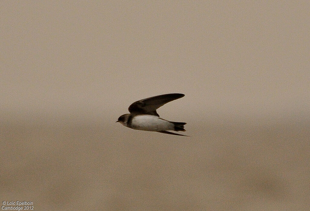 Sand Martin