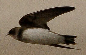 Sand Martin